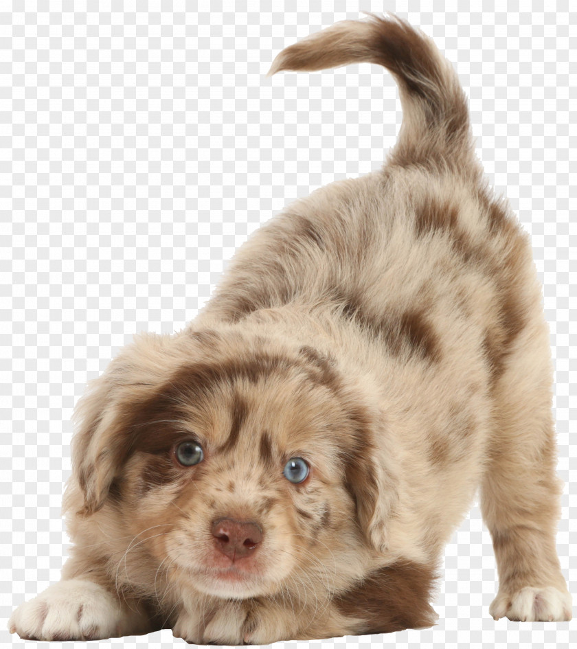 Puppy Miniature American Shepherd Dog Breed Australian Belgian PNG