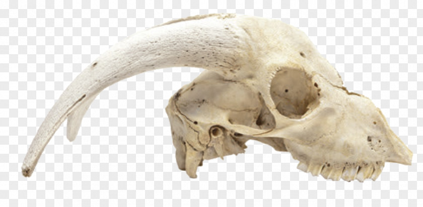 Skull Animal Skulls Skeleton Bone PNG
