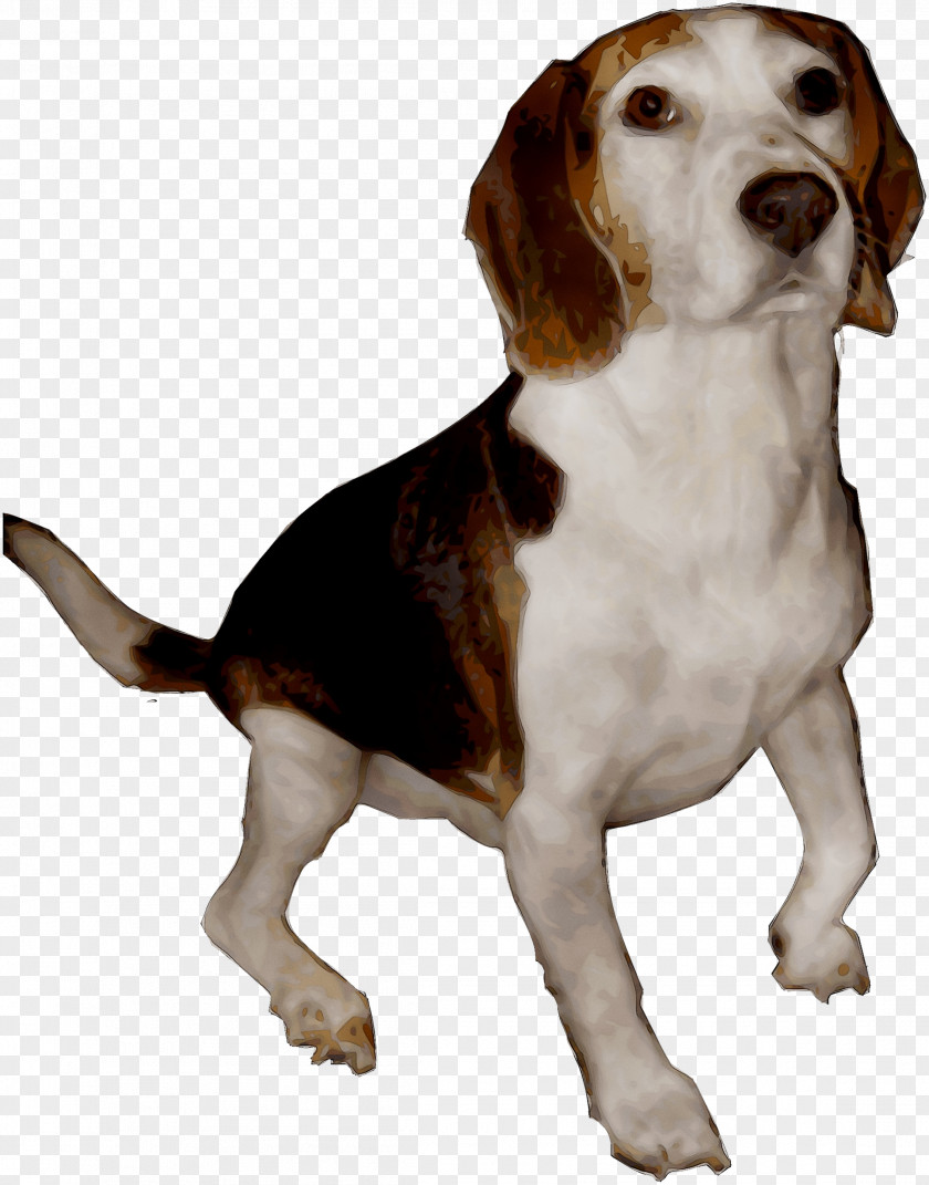 Beagle Harrier English Foxhound American Finnish Hound PNG