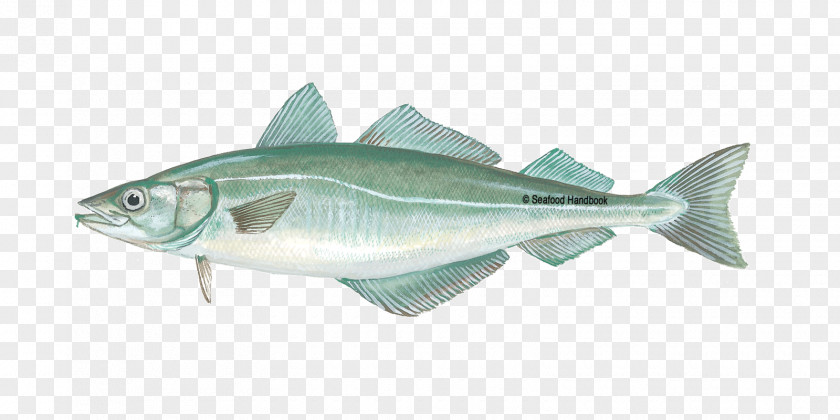 Goldfish Pollack Fish Cod Alaska Pollock Seafood PNG