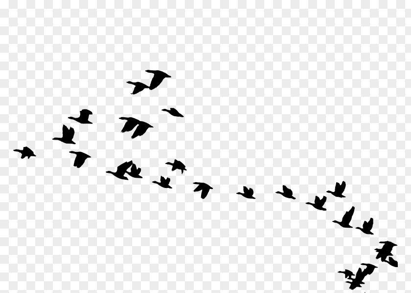 Goose Bird Migration Animal Clip Art PNG