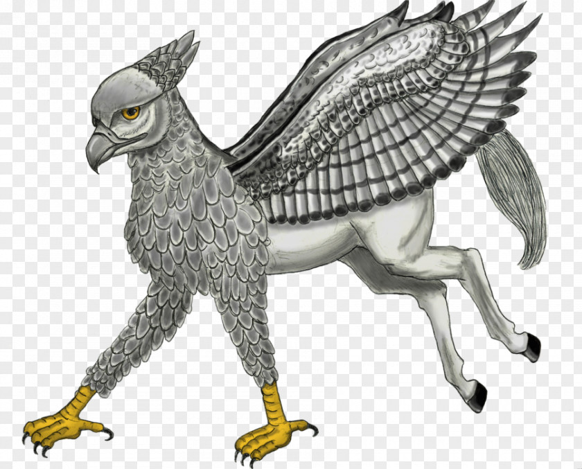 Owl Hawk Eagle Beak Feather PNG