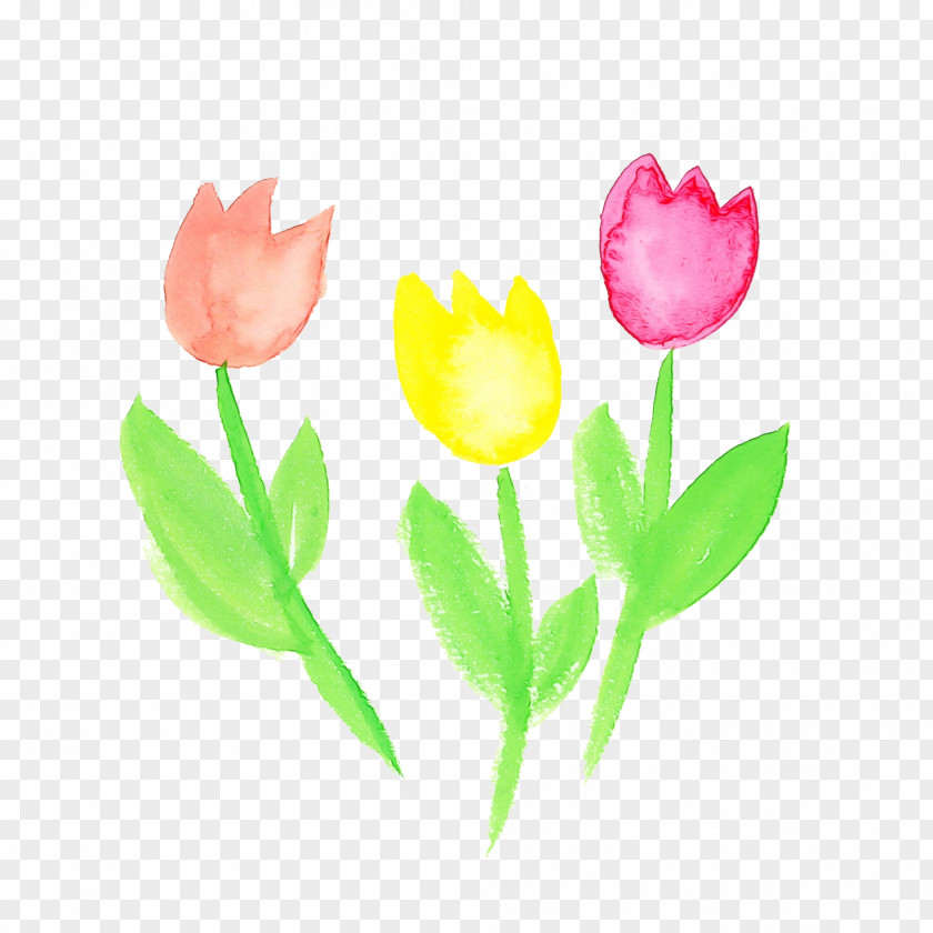 Tulip Flower Petal Pink Plant PNG