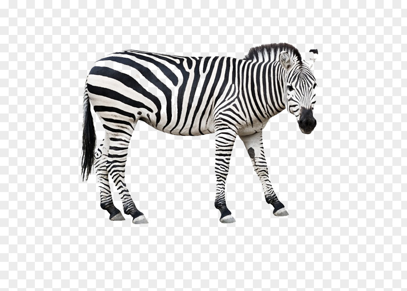 Zebra Horse Clip Art PNG