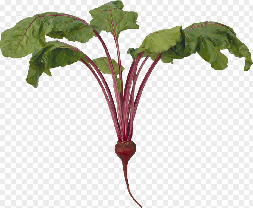 Beet Common Beetroot Food Clip Art PNG