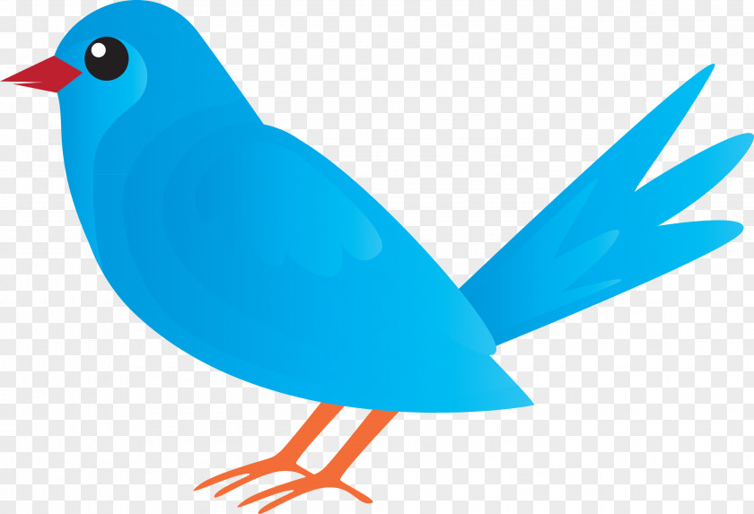 Bird Beak Songbird Perching Bluebird PNG