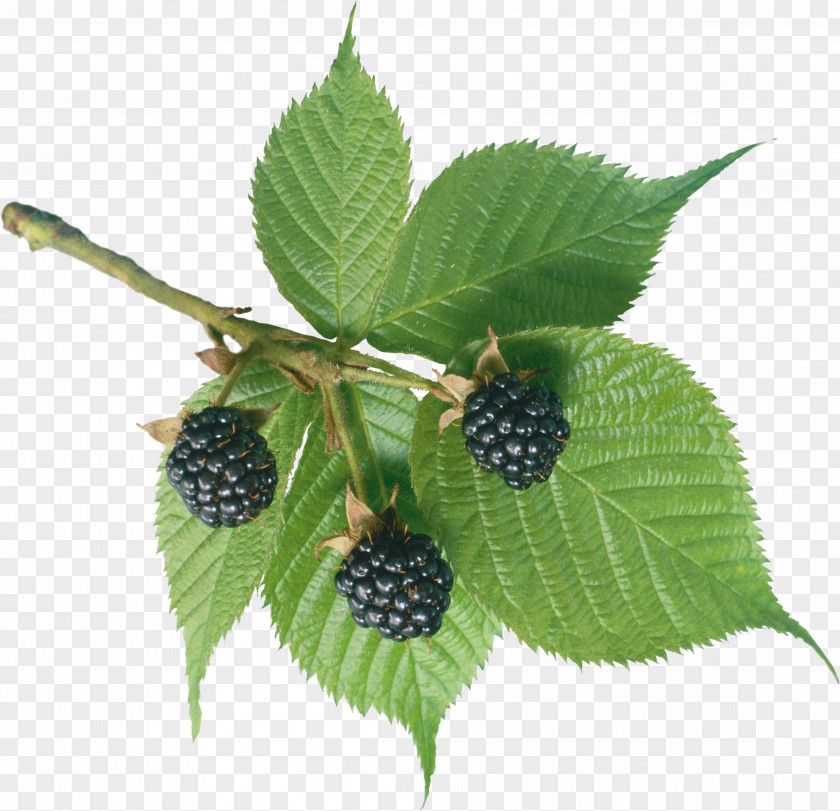 Blackberry Frutti Di Bosco Blackcurrant Lingonberry PNG