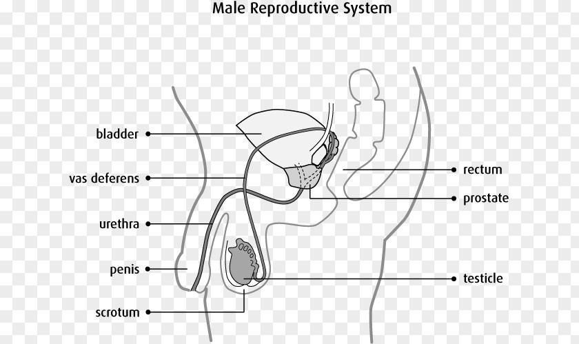 Cartoon Of Germ Cell Carcinoma Male Reproductive System Testicle Scrotum Prostate Cancer PNG