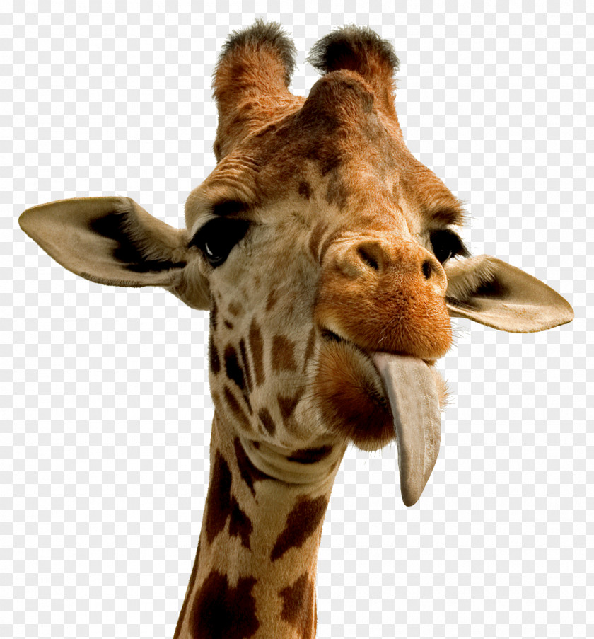 Humorous Giraffe Desktop Wallpaper Animal PNG