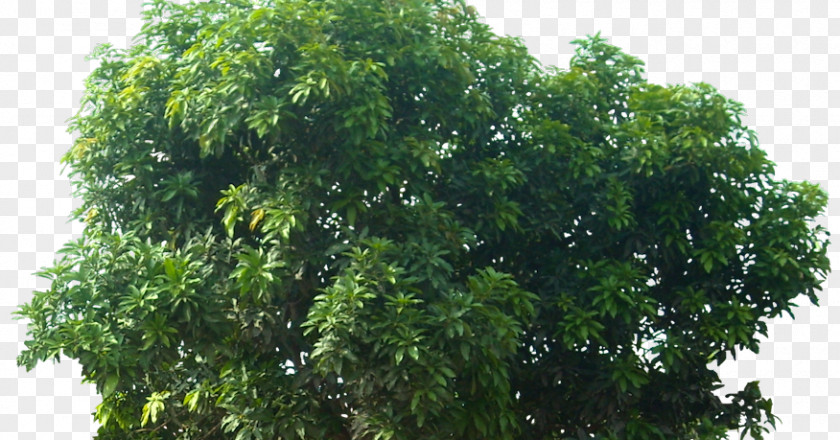 Mango Tree Fruit SketchUp PNG