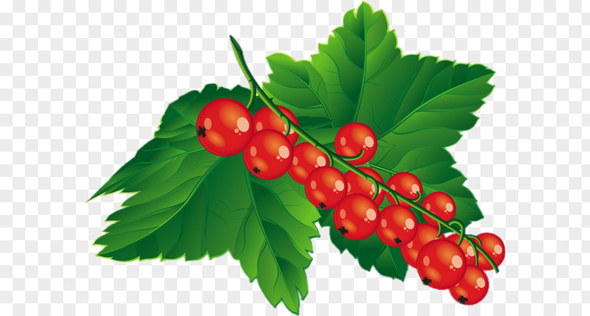 Red Currant Blueberry Raspberry Clip Art PNG