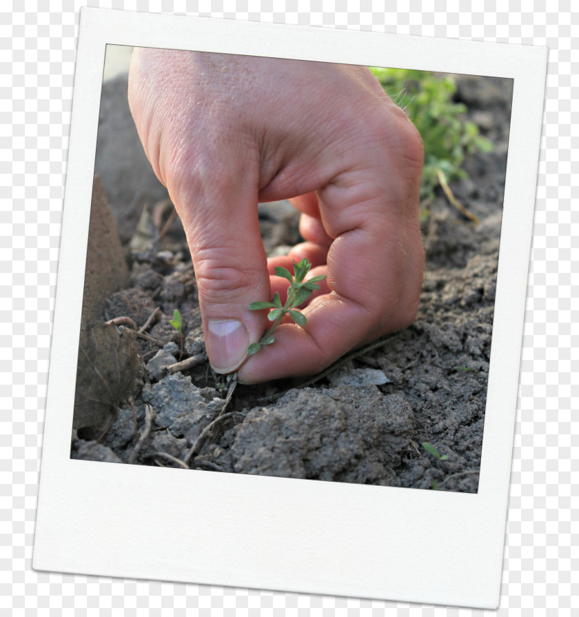 Spring Garden Finger Soil PNG