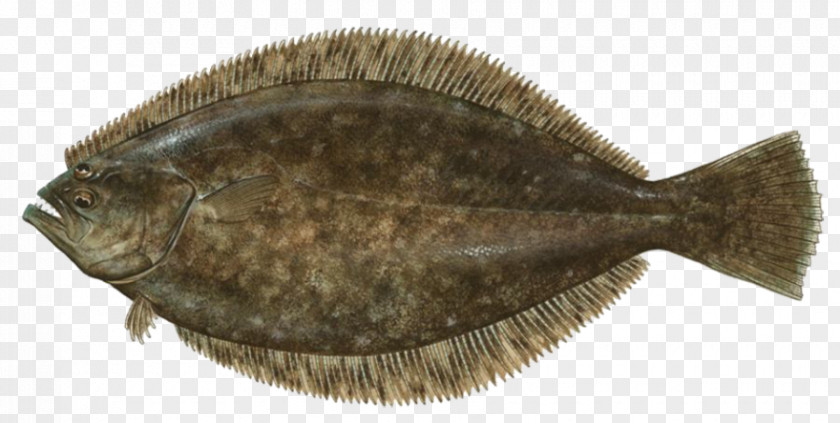 BAKE FISH Summer Flounder Fishing Paralichthys Lethostigma PNG