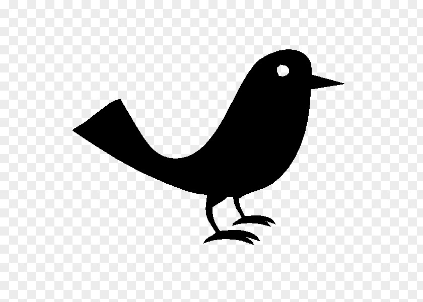 Bird Beak Cygnini Clip Art PNG