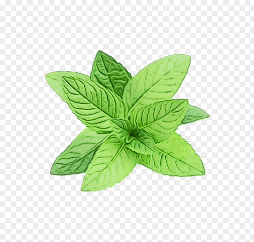 Peppermint Tea Spearmint PNG