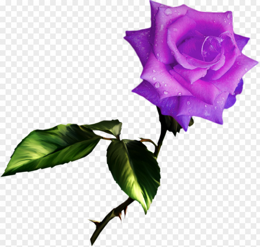 Rose Best Roses Clip Art PNG