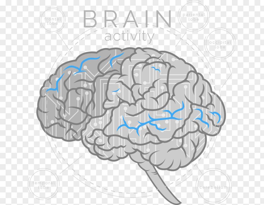 Brain Cerebrum Artificial Intelligence Neuroscience Neurofeedback PNG