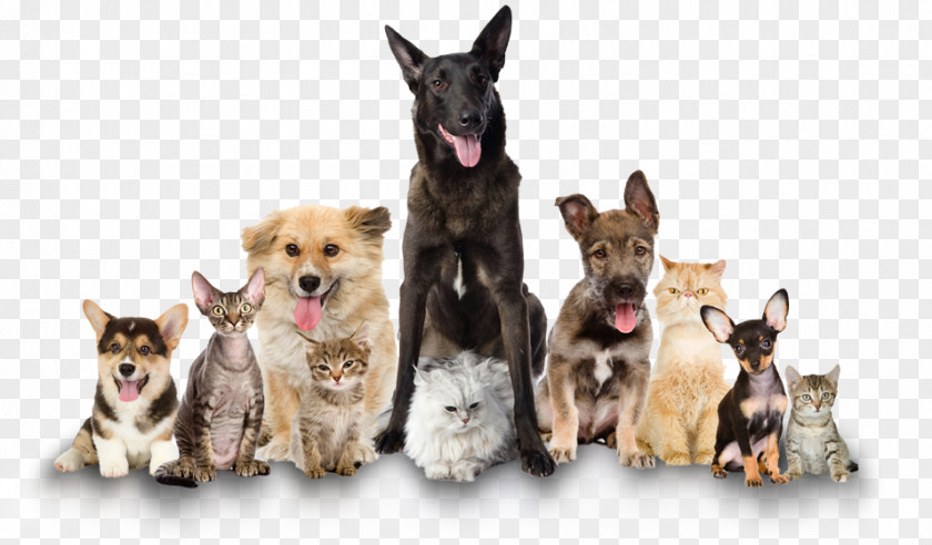Dog Dog–cat Relationship Pet Sitting Veterinarian PNG