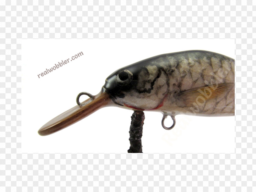 Fishing Lures Spoon Lure Perch Fish AC Power Plugs And Sockets PNG
