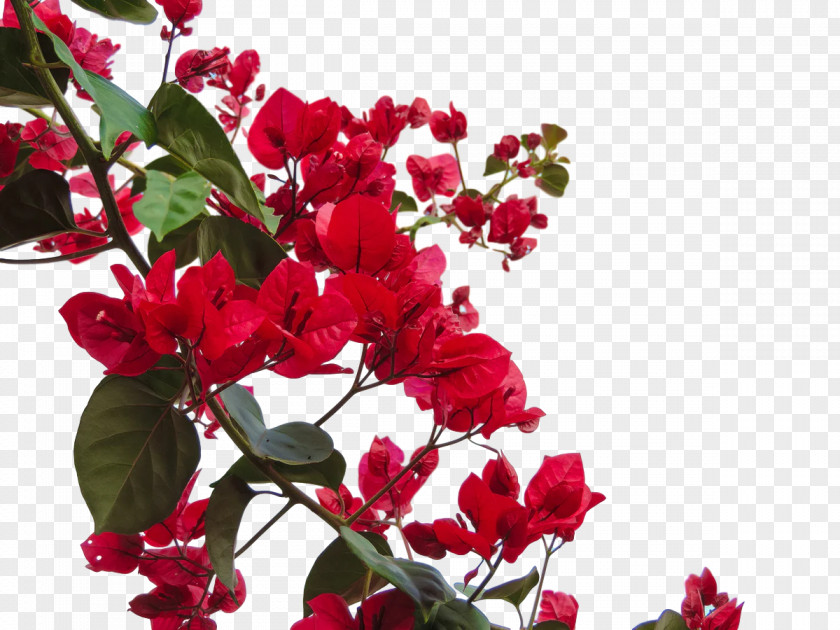 Floral Design PNG