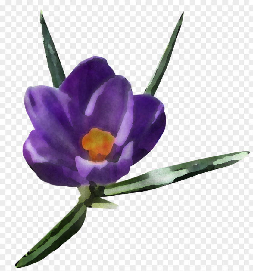 Flower Violet Purple Plant Spring Crocus PNG