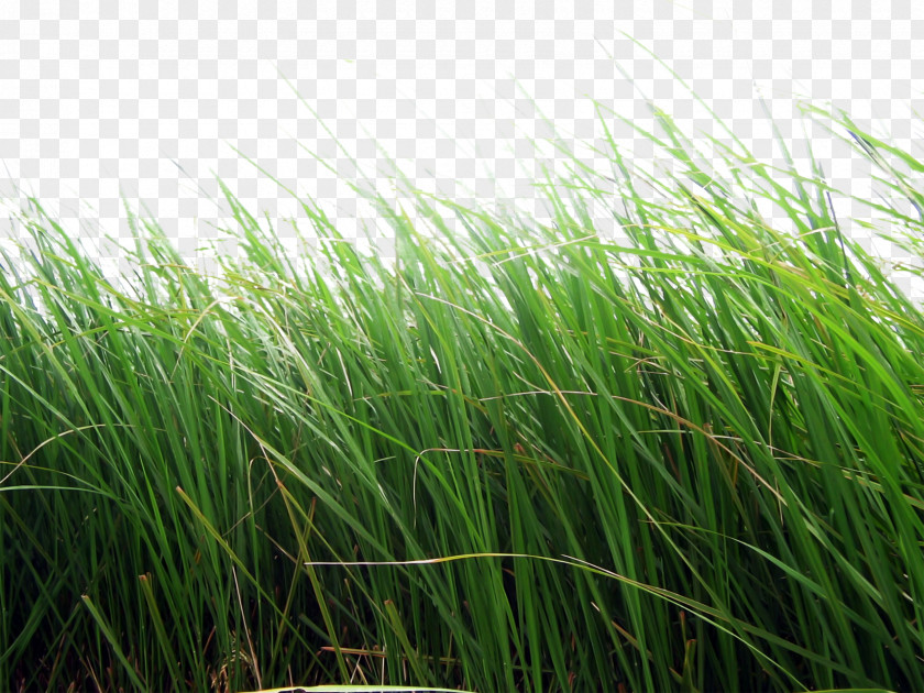 Grass Image, Green Picture Clip Art PNG