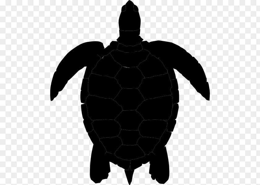 Turtle Green Sea Clip Art PNG