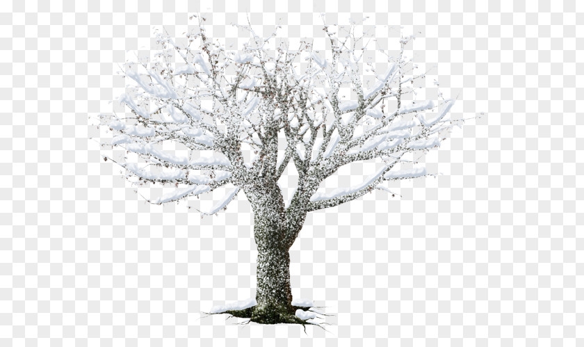 Winter Tree White PNG