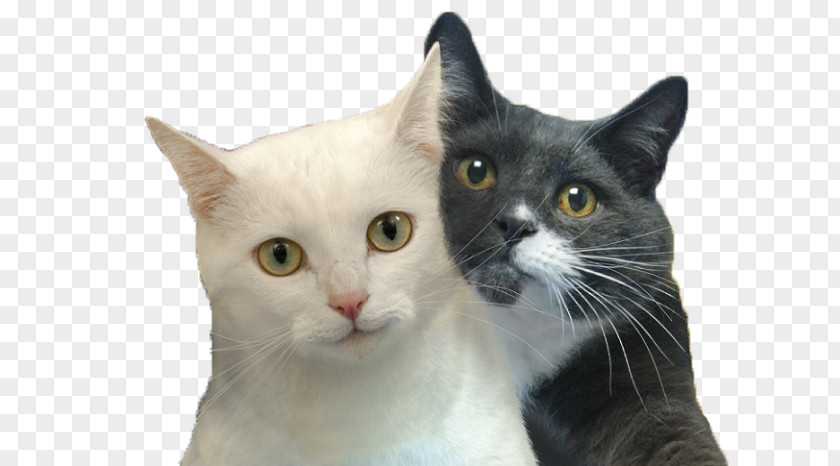 Cat Selfies Desktop Wallpaper Felidae PNG