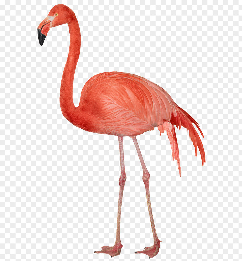 Flamingo Clip Art PNG