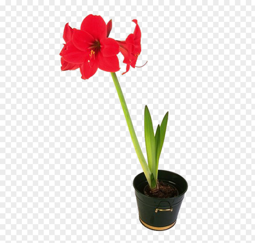 Flower Amaryllis Flowerpot Clip Art PNG