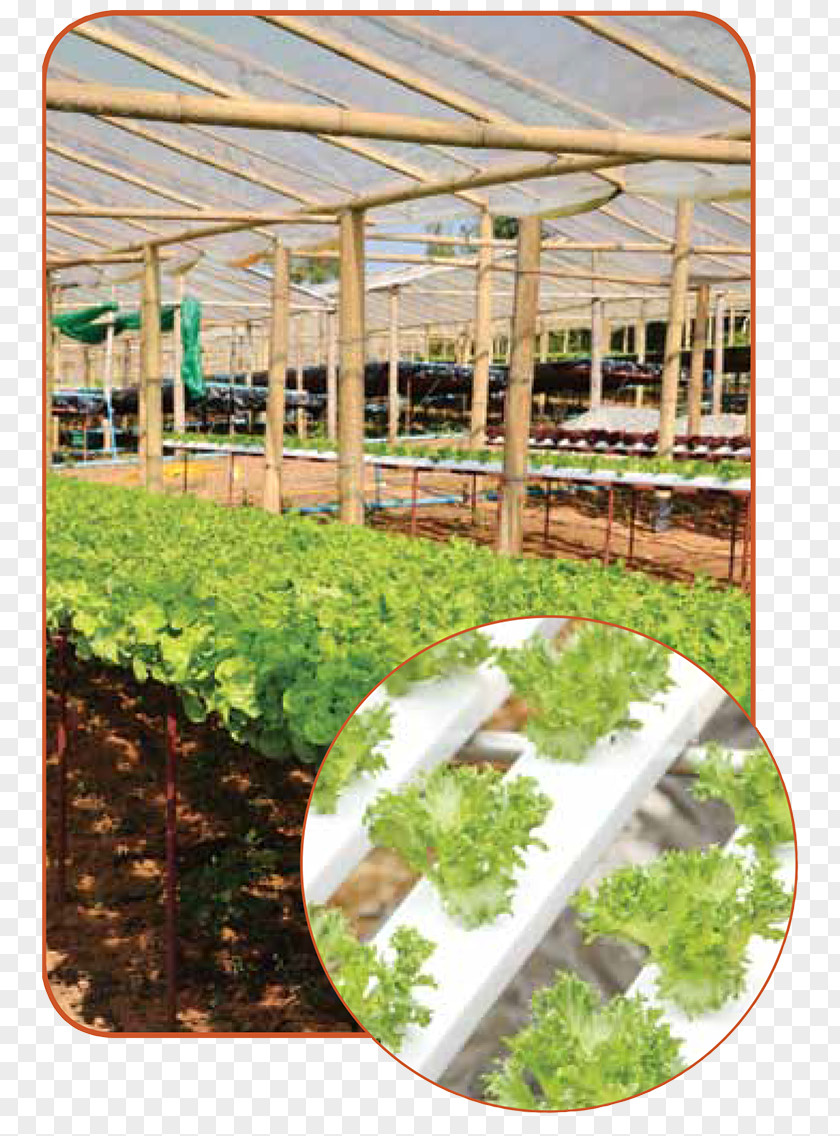 Plant Agriculture In The Classroom Greenhouse Hydroponics Agricultural Literacy PNG
