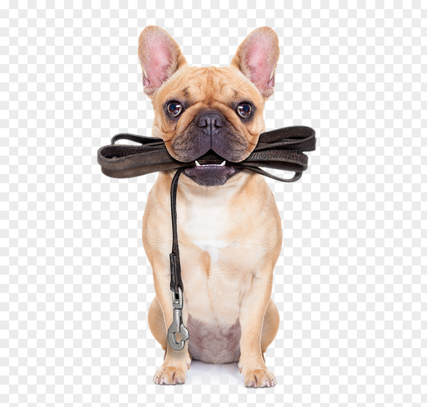 Puppy Pug Leash Dog Training Pet Sitting PNG
