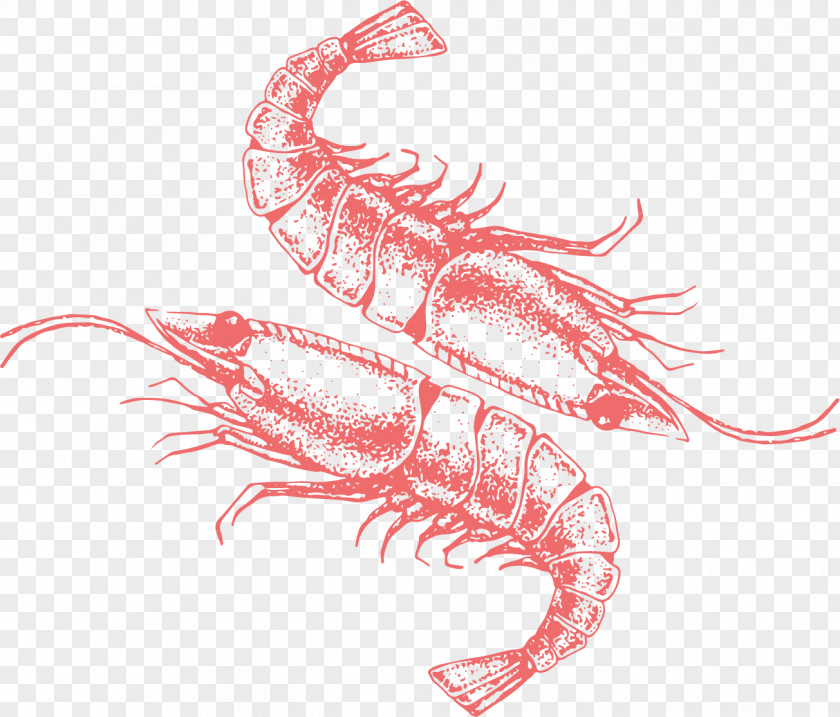 Vector Painted Lobster Palinurus Illustration PNG