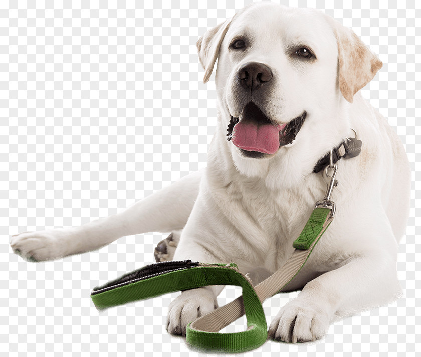 Dog Training Labrador Retriever Leash Golden Puppy PNG