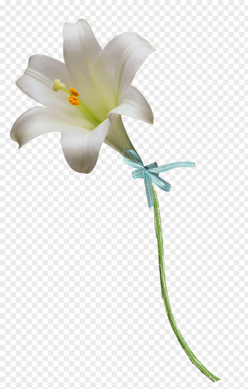 Lily Floral Design Easter Flower Clip Art PNG