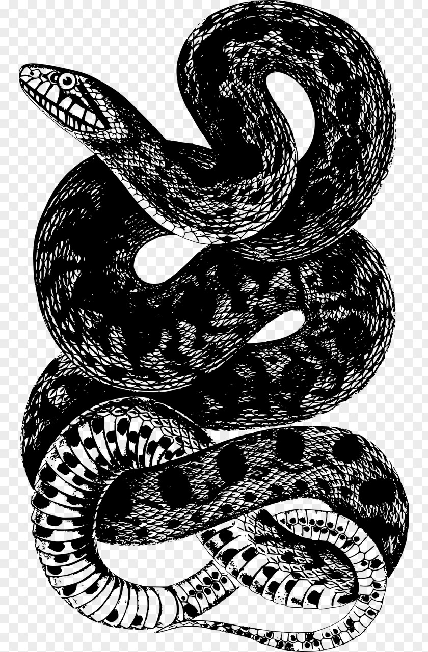 Snake Corn Clip Art PNG