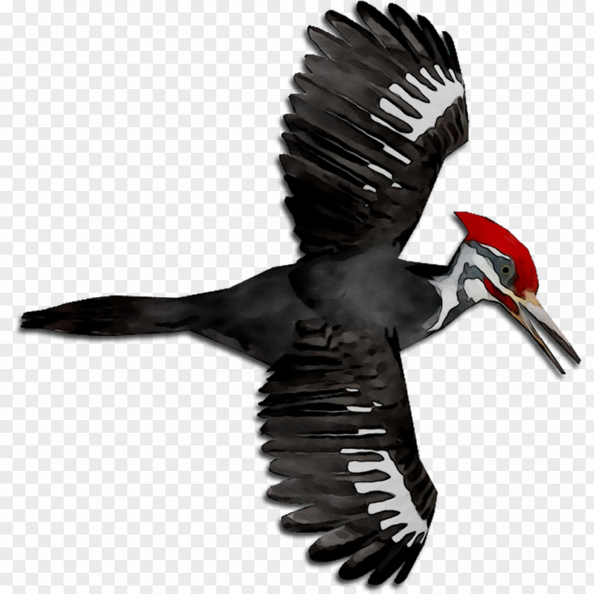 Vulture Beak Eagle Fauna Feather PNG
