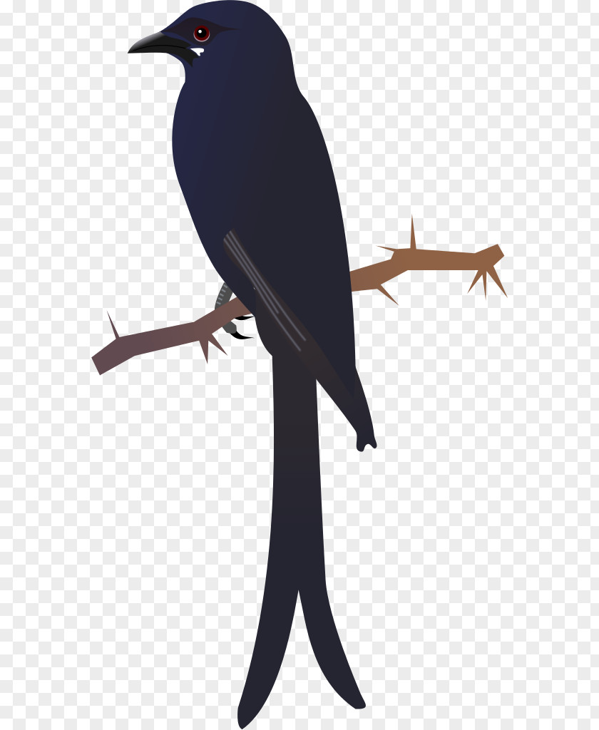 Bird American Crow New Caledonian Black Drongo PNG