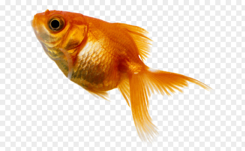 Fish Goldfish Benthic Zone Deep Sea PNG