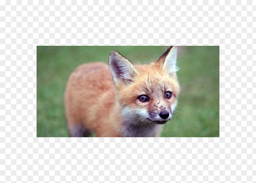 Fox Hunting Red Kit Dhole PNG