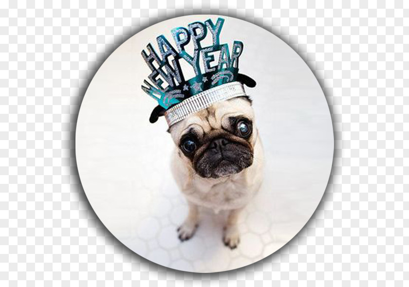 Puppy Pug New Year's Day Eve PNG