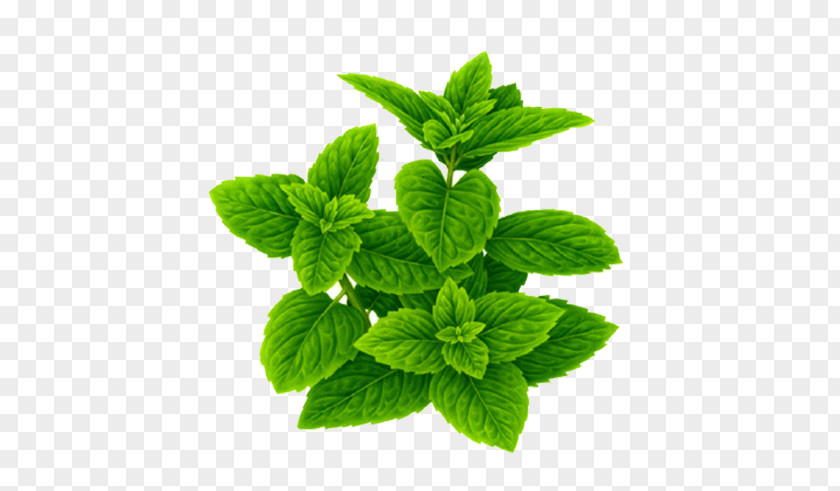 Green Mint Leaves Veggie Burger The Little Patch Co. Organic Food Vegetable Seed PNG