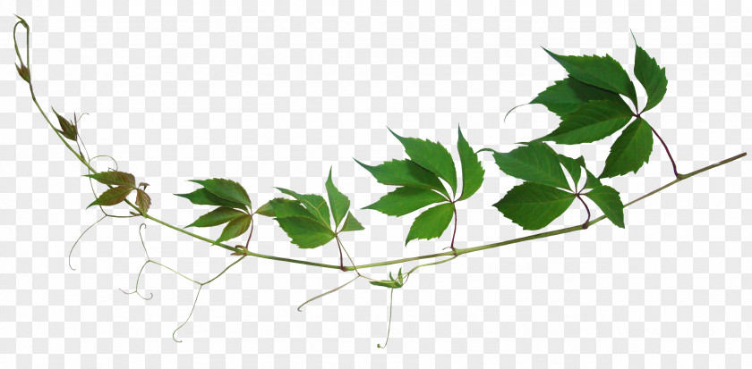 Herb Branch Leaf PNG