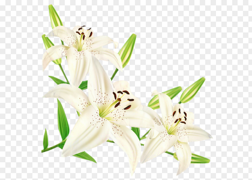Madonna Lily Easter Flower 'Stargazer' Arum-lily PNG