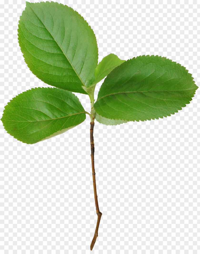 Mint Leaf Branch Photography Clip Art PNG