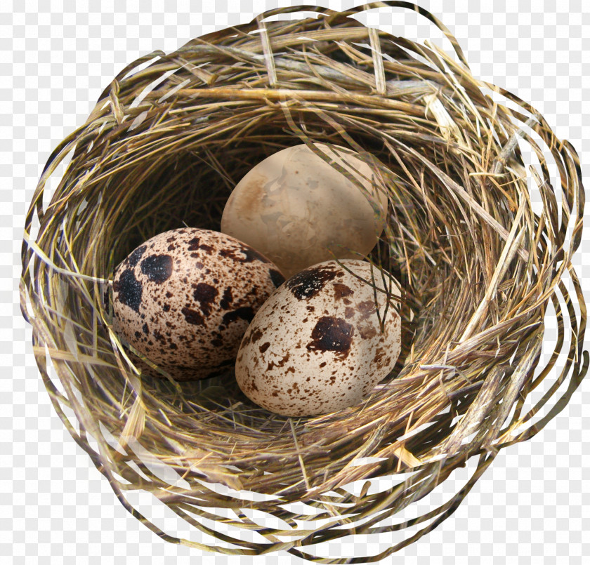 Nest Eggs Chicken Easter Egg PNG