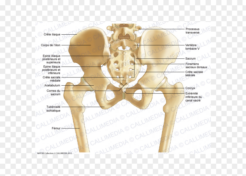 Pelvis Hip Bone Sacrum Human Body PNG
