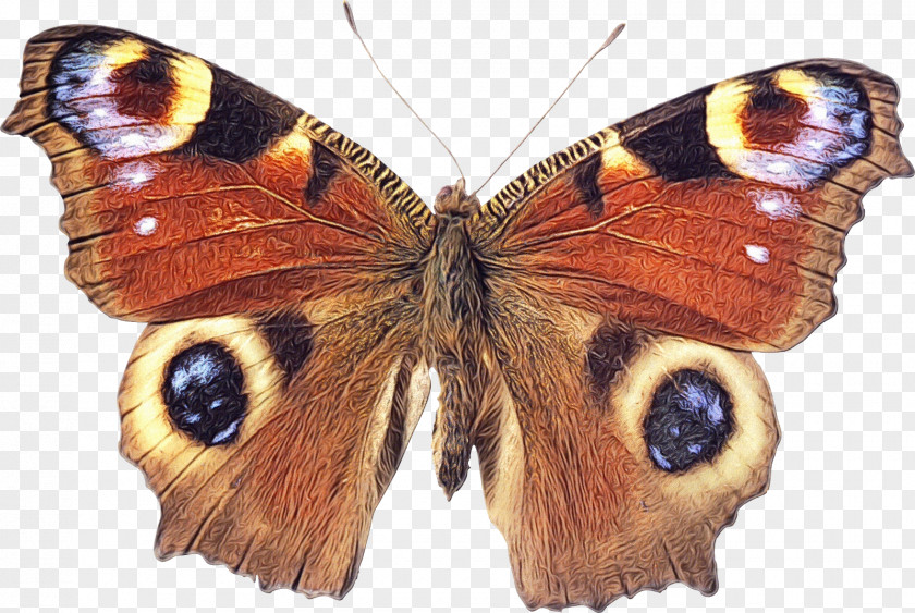 Pollinator Aglais Moths And Butterflies Butterfly Cynthia (subgenus) Insect Io PNG