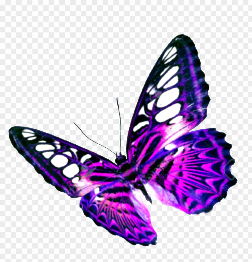 Purple Butterfly Transparent Background Clip Art PNG